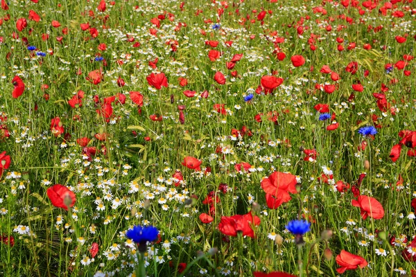 Beautiful poppy and daisies field . — Stock Photo, Image