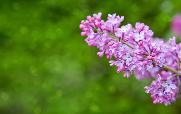 Lilac flowers isolated on green. — Stock Photo, Image