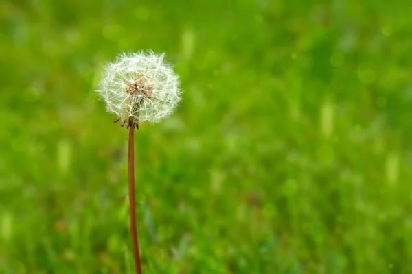 緑の背景に1つのタンポポ. — ストック写真