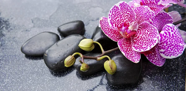 Pedras de basalto zen e orquídea  . — Fotografia de Stock