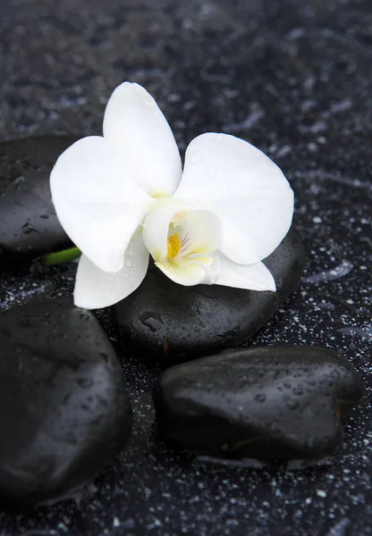 Orquídea branca única e pedras pretas fechar . — Fotografia de Stock