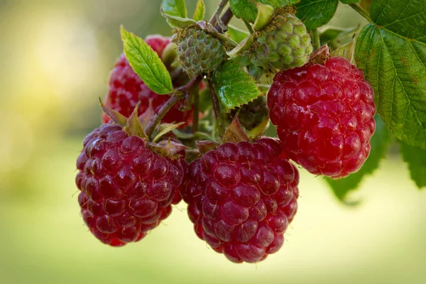 Close-up van de rijpe framboos in de fruittuin. — Stockfoto