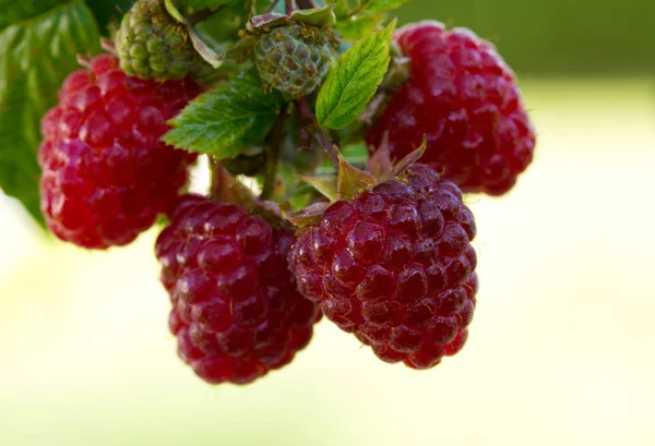 Close-up of the ripe raspberry in the fruit garden. — Stock Photo, Image