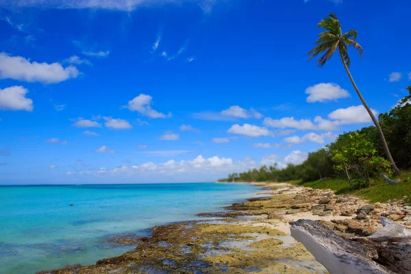 カリブ海の海とヤシの木. — ストック写真
