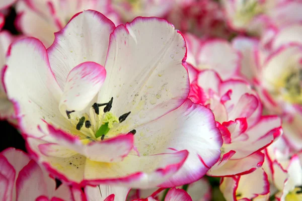 Tulipanes blancos macro . —  Fotos de Stock