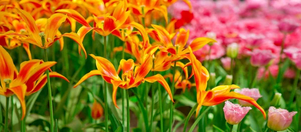 Pink and orange tulips background. — Stock Photo, Image