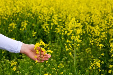 Tecavüz çiçek dokunmadan eller.