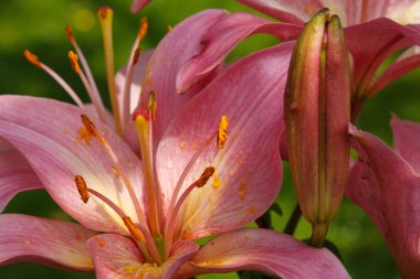 Pembe lilyum çiçek portre.