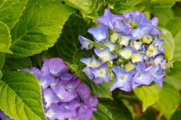 Macro image de fleur d'hortensia bleue . — Photo