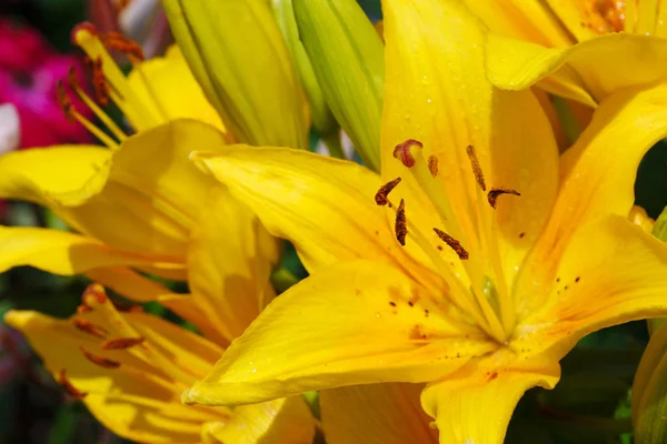 Lilly bloemen closeup. — Stockfoto