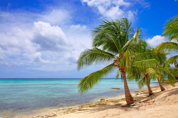 Caribbean sea and palms. — Stock Photo, Image