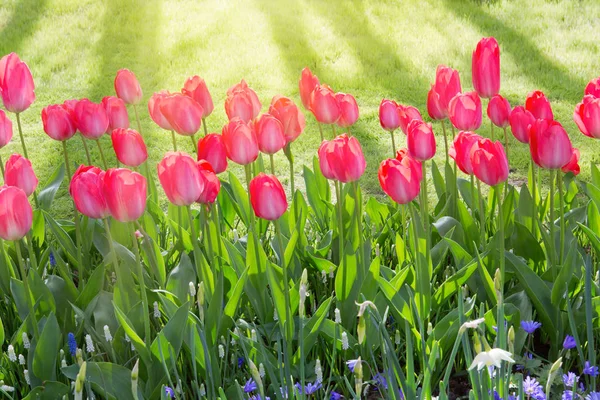 Rosa Tulpen und Sonnenschein. — Stockfoto