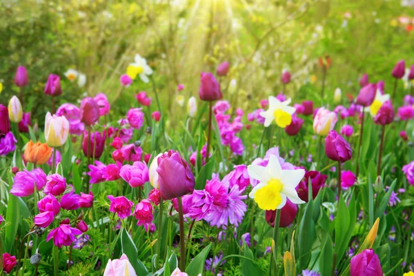 Pink and purple tulips in the spring garden. — Stock Photo, Image