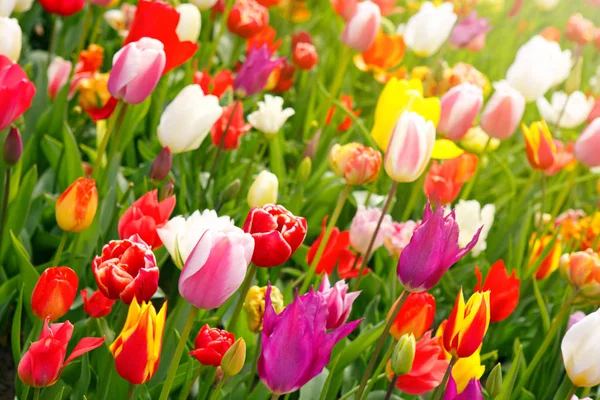 Bunte Tulpen Hintergrund. — Stockfoto