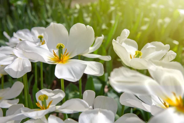 Tulipani bianchi e sole . — Foto Stock