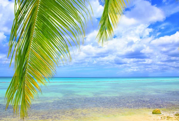 Hojas de palma y mar del Caribe  . — Foto de Stock