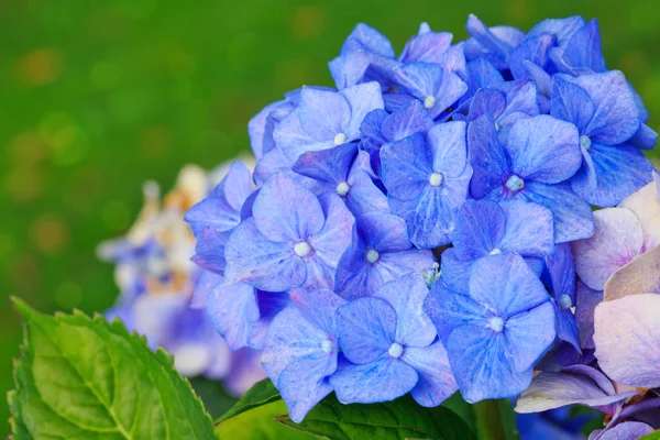 Blue hydrangea flowers growing in the garden, floral background. — Stock Photo, Image