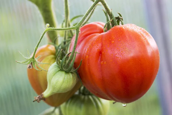 Giant tomatoes Bull heart growing on the branch. — Stock Photo, Image