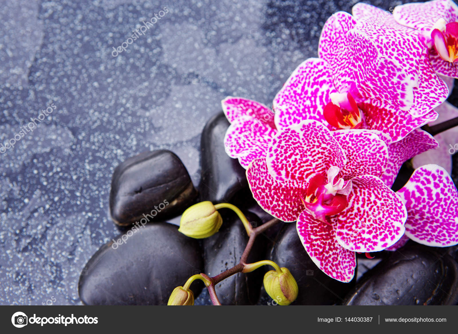 Orchidée Et Des Pierres De Basalte De Zen Photographie