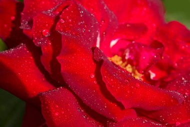 Güzel kırmızı gül, yakından..