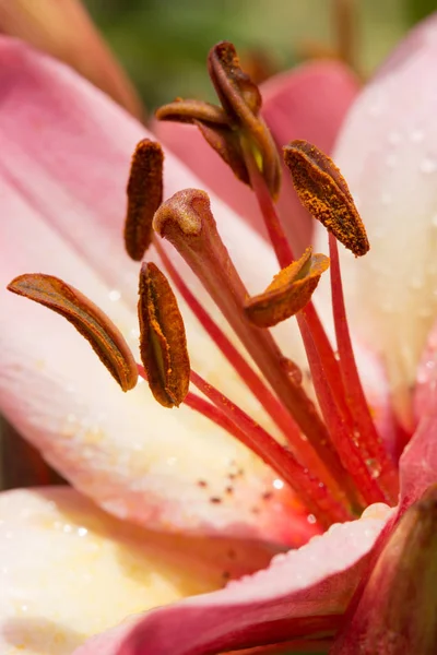 Růžová lilie květiny detailní pohled. — Stock fotografie