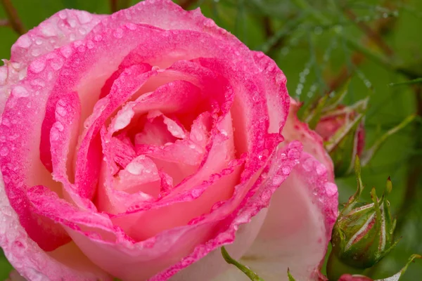 Hermosa rosa rosa primer plano . —  Fotos de Stock