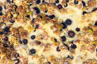 Siyah deniz kestanesi kum üzerinde.