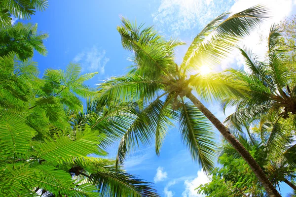 Belo sol tropical com palmeira e sol . — Fotografia de Stock