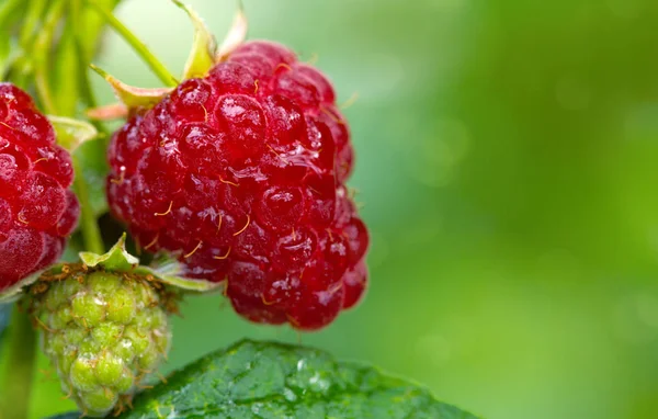 Close-up van de rijpe framboos in de fruittuin. — Stockfoto