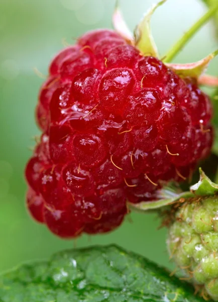 Close-up of the ripe raspberry in the fruit garden. Stock Image