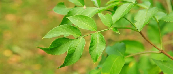 Fundo de primavera com folhas verdes . — Fotografia de Stock