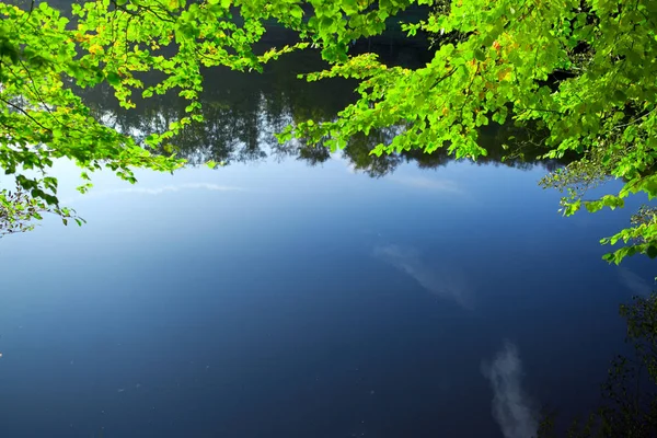 Зеленые листья отражаются в воде . — стоковое фото