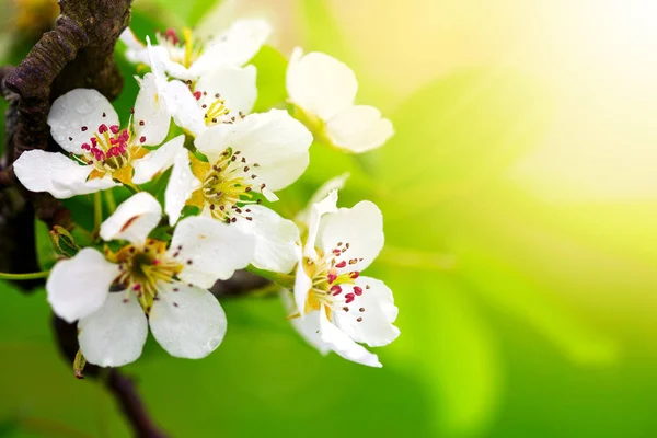 Closeup spring blossoming tree. — Stock Photo, Image