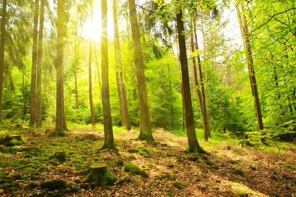 Yeşil ormanda güneş ışığı. — Stok fotoğraf