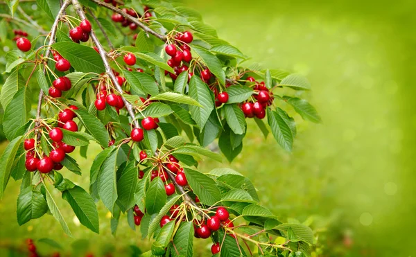 Cerises accrochées à une branche de cerisier. — Photo