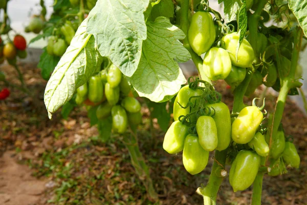 Groeirijpe tomaten in kas. — Stockfoto
