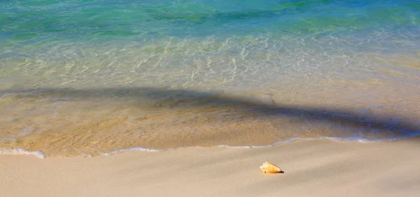 Морська мушля на узбережжі Карибського моря. — стокове фото