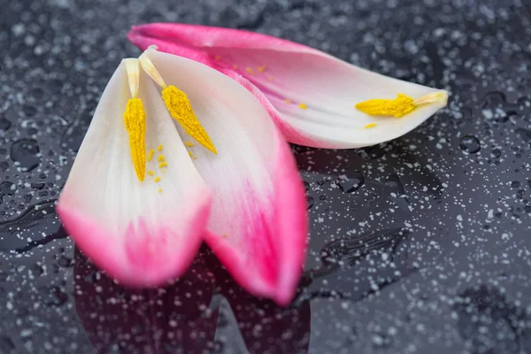 Rózsaszín tulipán szirmok makro lövés. — Stock Fotó