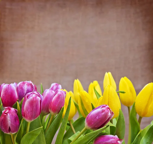 Tulipanes aislados sobre fondo marrón . — Foto de Stock
