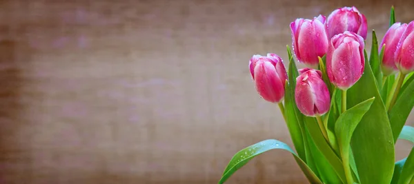 Тюльпаны изолированы на коричневом фоне . — стоковое фото