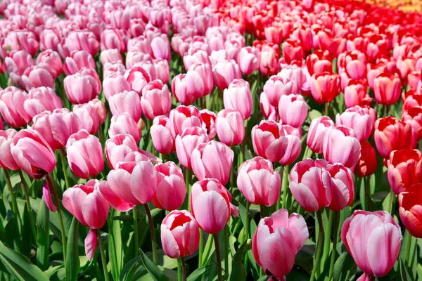 Rote und rosa Tulpen Hintergrund. — Stockfoto