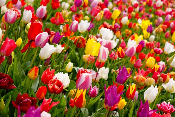 Bunte Tulpen Hintergrund. — Stockfoto