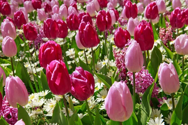 Красный и розовый тюльпаны фон . — стоковое фото