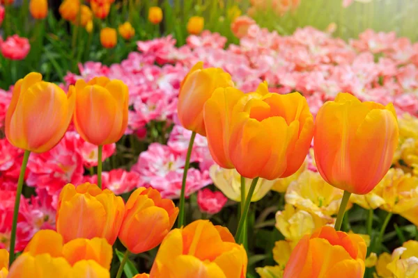 Фон помаранчевих і рожевих тюльпанів . — стокове фото