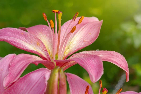 ピンクのユリの花のクローズ アップ. — ストック写真
