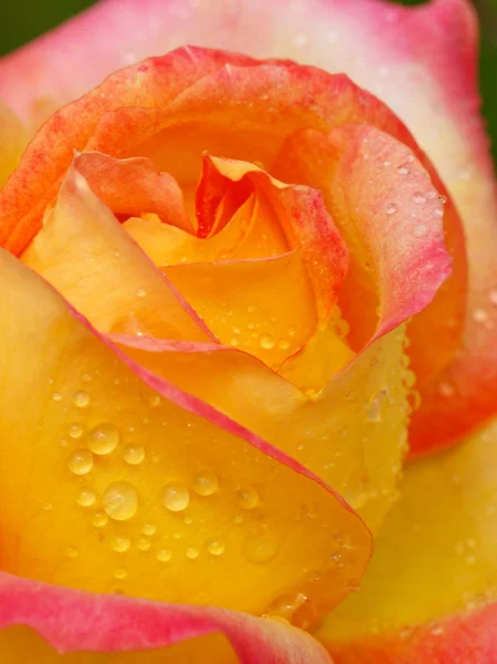 Yellow with pink edge noble rose. Macro shot. — Stock Photo, Image