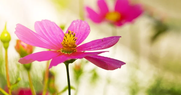 Macro Shot of pink Cosmos flower. — Stock Photo, Image