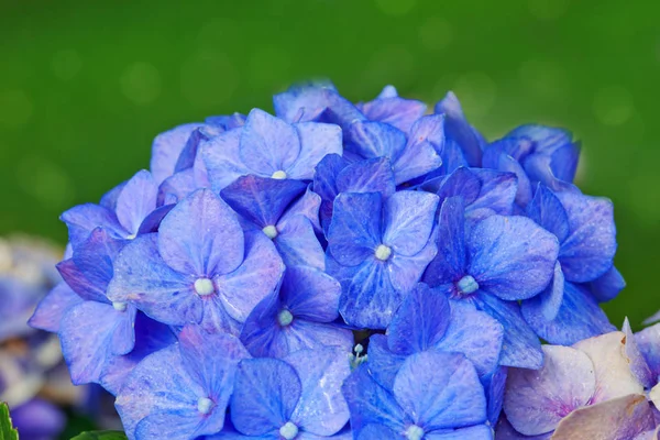 Fleurs d'hortensia bleue poussant dans le jardin, fond floral . — Photo
