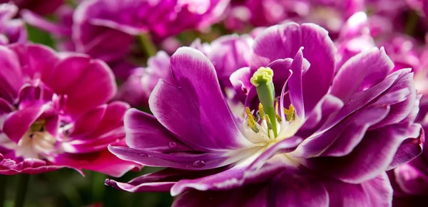 Fondo tulipanes violeta. Macro shot . — Foto de Stock