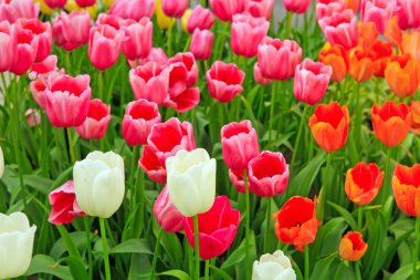 Turuncu ve Pembe Lale arka plan.